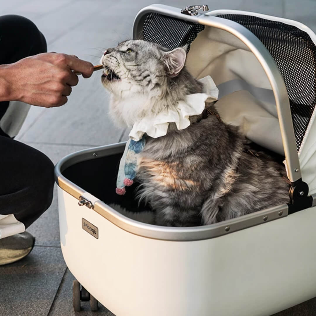 Cat Sitting in White Cat Stroller Getting Fed | MissyMoMo