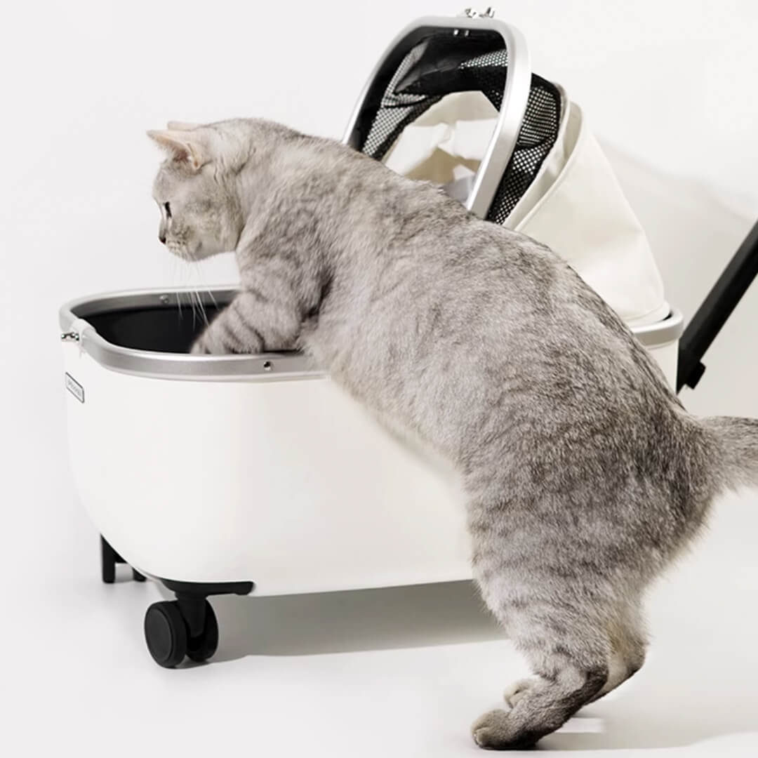 Cat Getting in White Rolling Cat Carrier with Wheels | Stylish Cat Stroller | MissyMoMo