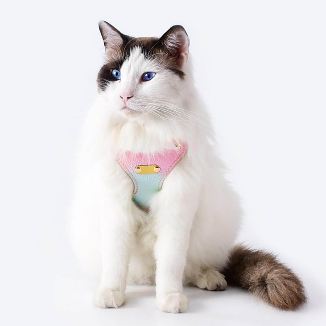 Cat Wearing Aurora Gradient Cat Harness | MissyMoMo