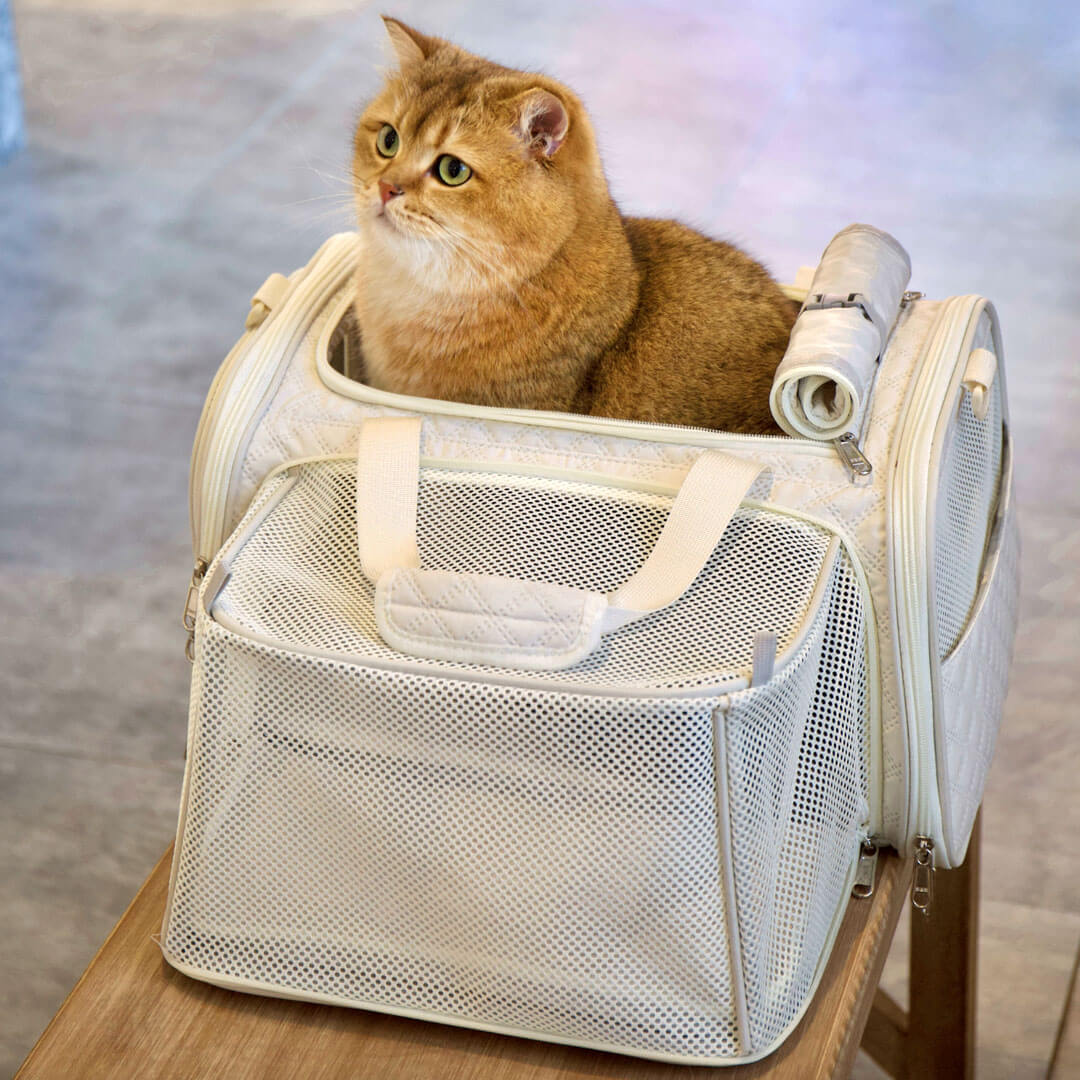 Cat in Beige Expandable Airline-Approved Cat Carrier for Travel | MissyMoMo