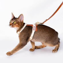 Load image into Gallery viewer, Cat Wearing Phoenix Leather Cat Harness | MissyMoMo
