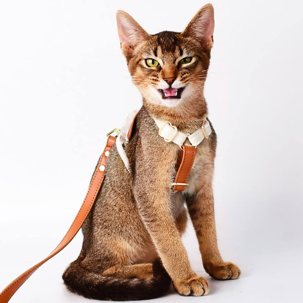 Cat Ready For A Walk With Phoenix Leather Cat Harness & Leash Set | MissyMoMo