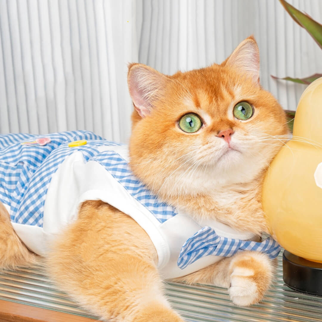 Cat in Blue Check Vest | MissyMoMo