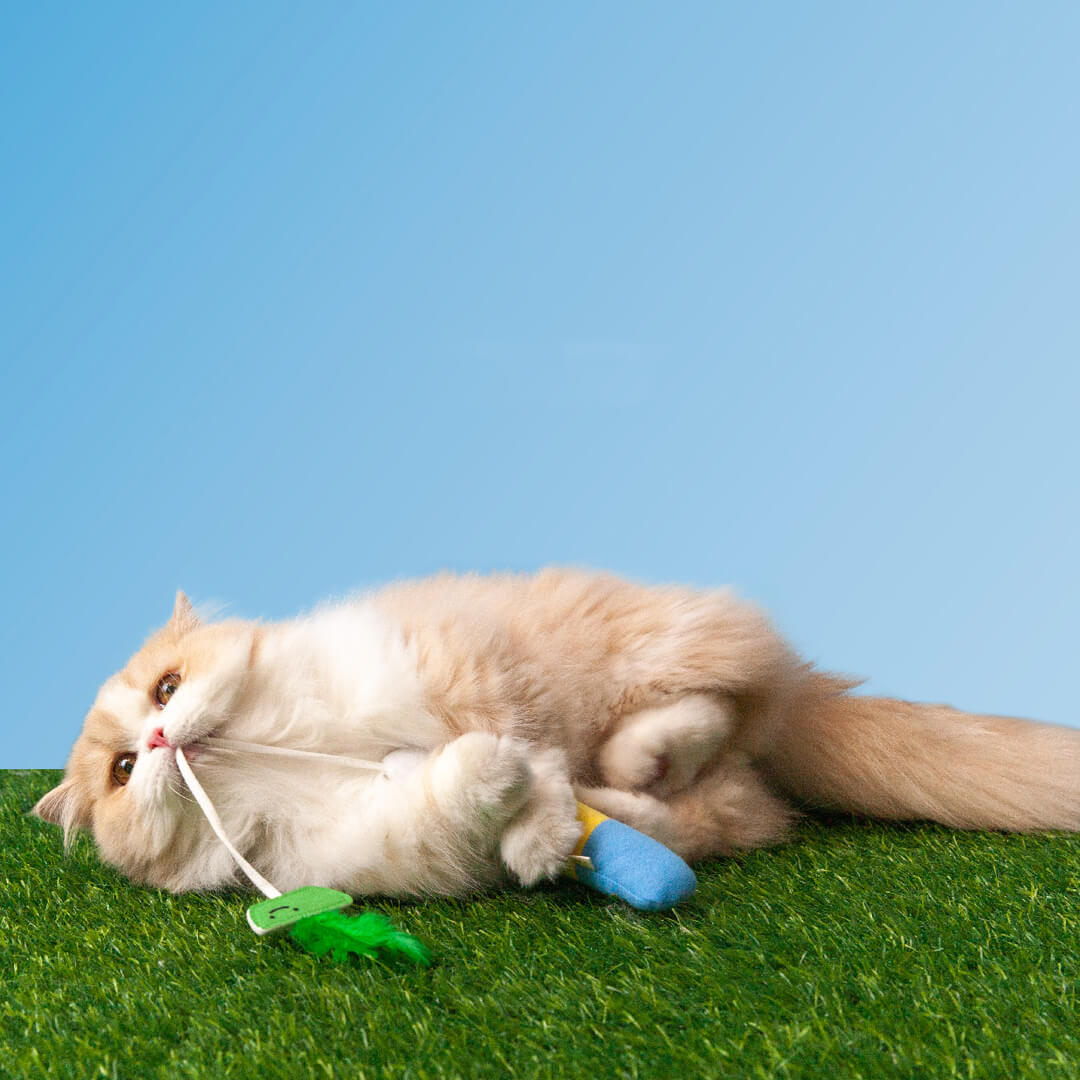 Cat Playing with Pufferfish Fishing Teaser Set | Cat Toys | MissyMoMo