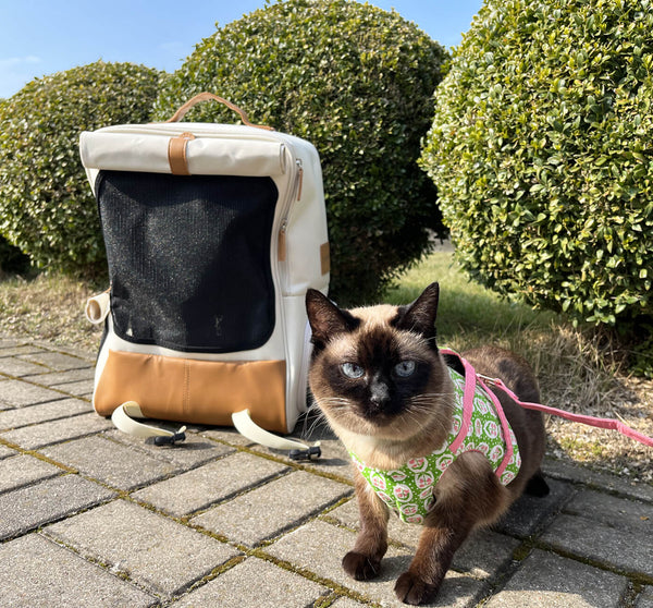 Beautiful Siamese Cat