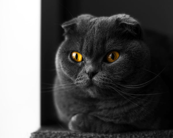 Scottish Fold | MissyMoMo