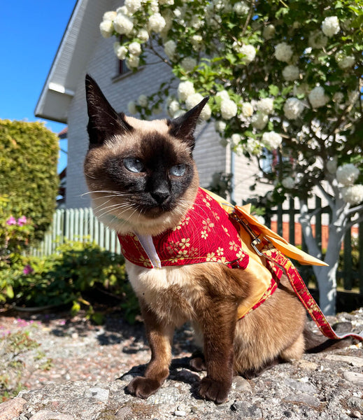 Siamese Cat in Aiko Harness | MissyMoMo