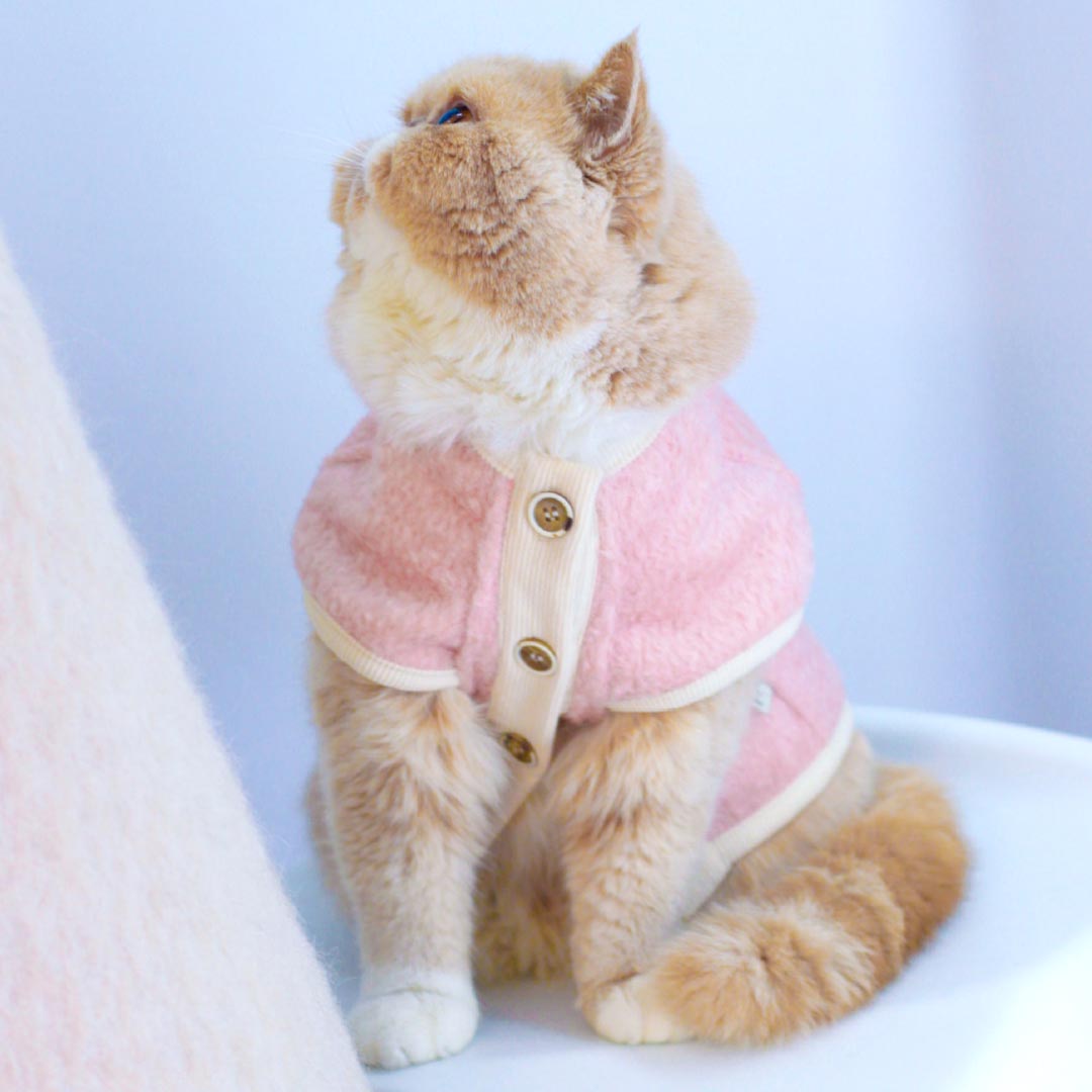 MoMo Cat Vest | Cat with Clothes | MissyMoMo