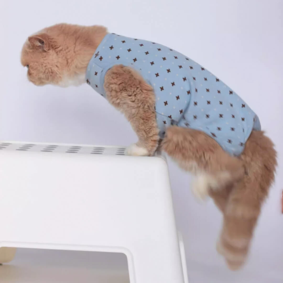 Cat in Stylish Blue Dungarees | MissyMoMo