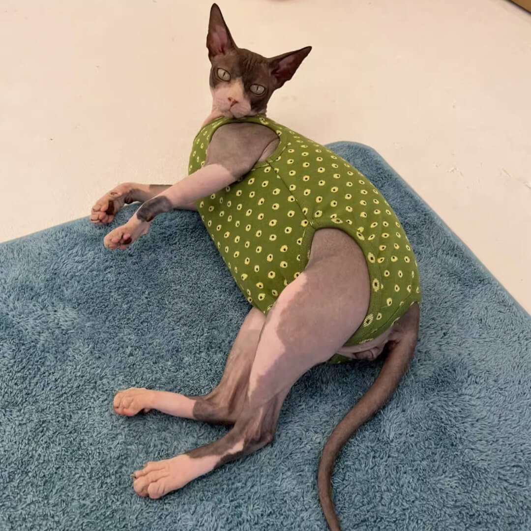 Sphynx Cat in Stylish Green Dungarees | MissyMoMo