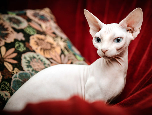Sphynx | MissyMoMo