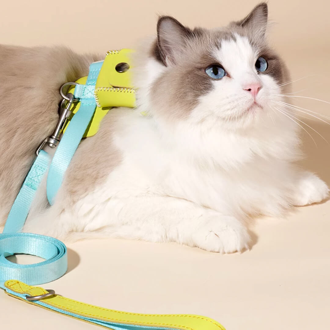 Cat in Turquoise H-Style Harness with a Mini Bag | MissyMoMo
