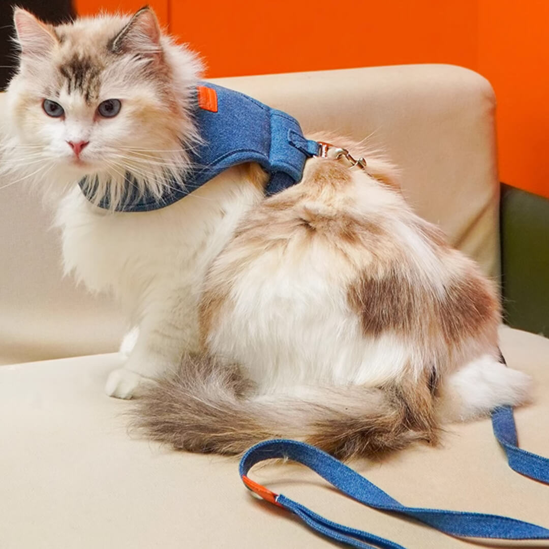 Cat in Denim Cat Harness | MissyMoMo