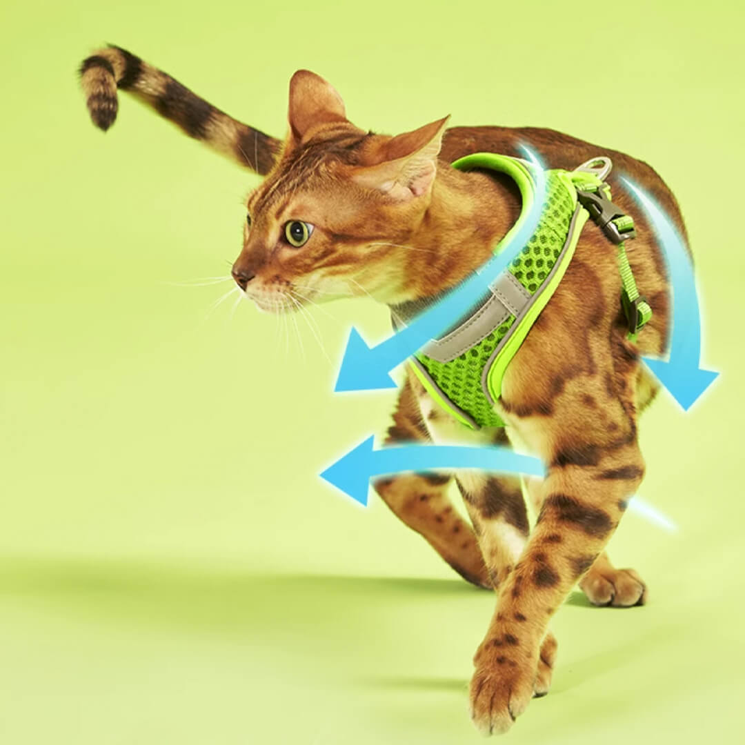 Cat in Neon Green Mesh Cat Vest Harness and Leash | MissyMoMo