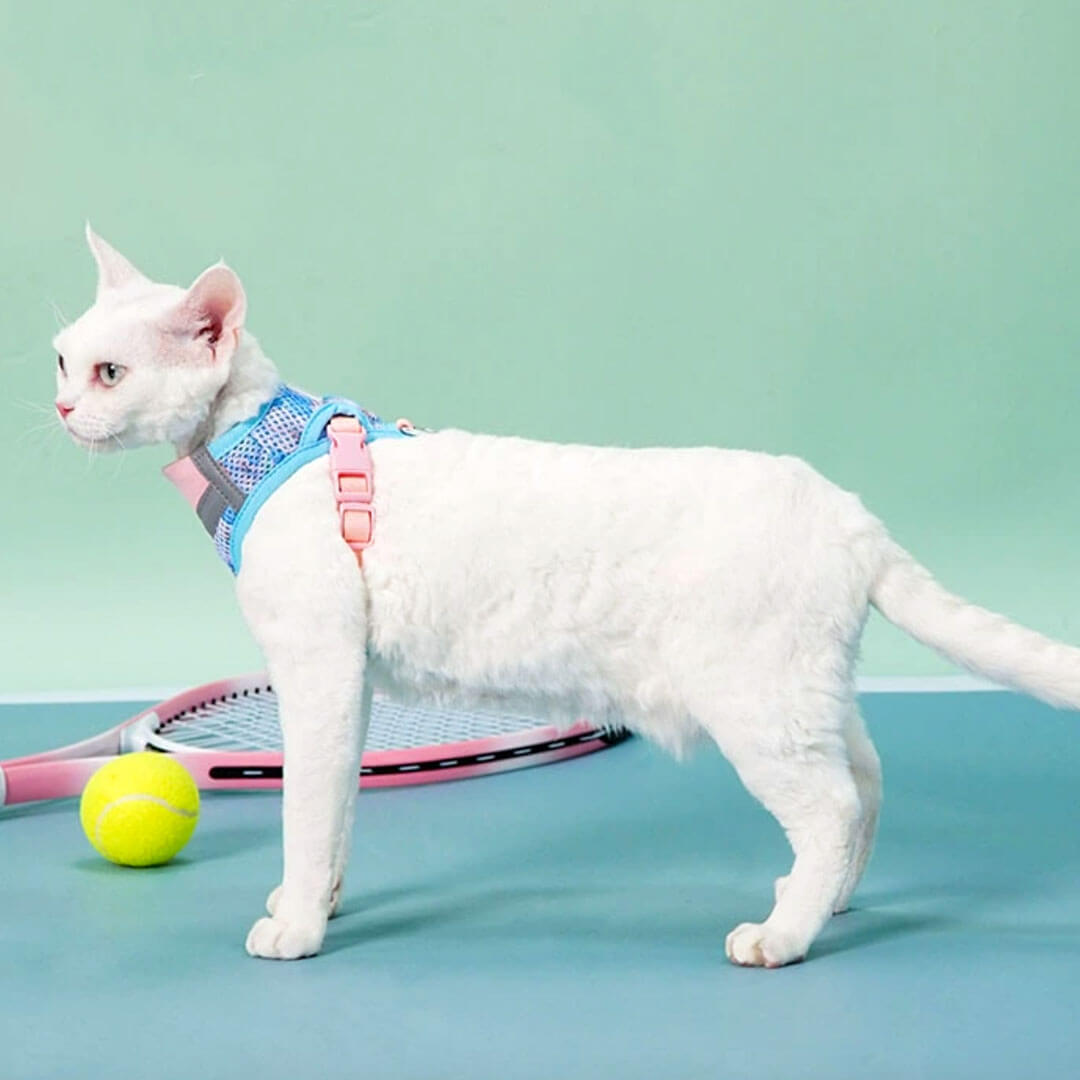 Devon Rex in Blue & Pink Cat Vest Harness | MissyMoMo