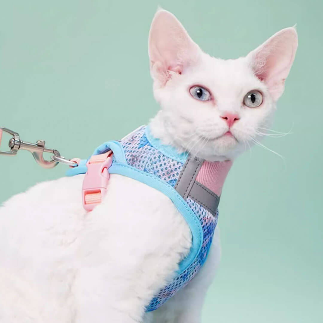 Devon Rex in Blue & Pink Cat Vest Harness | MissyMoMo