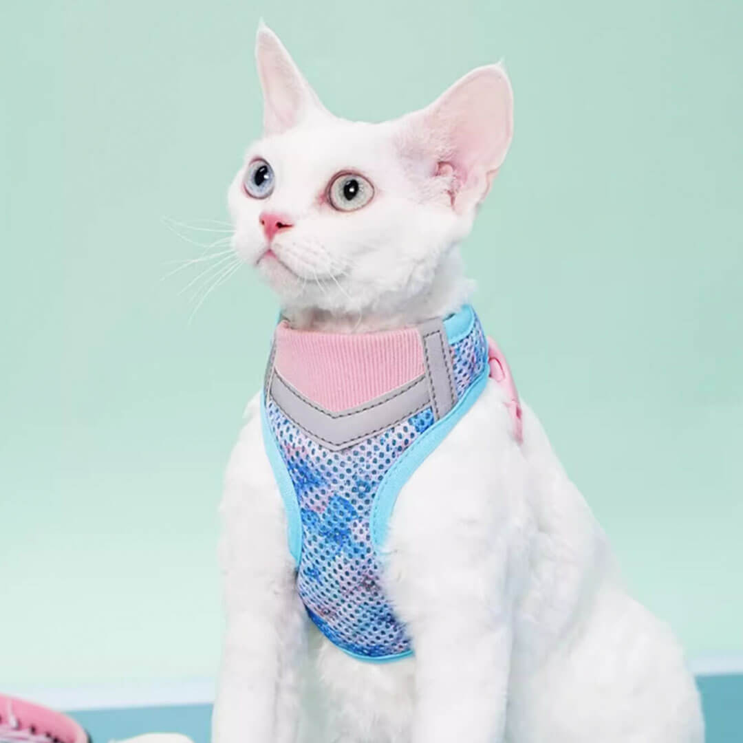 Devon Rex in Blue & Pink Cat Vest Harness | MissyMoMo