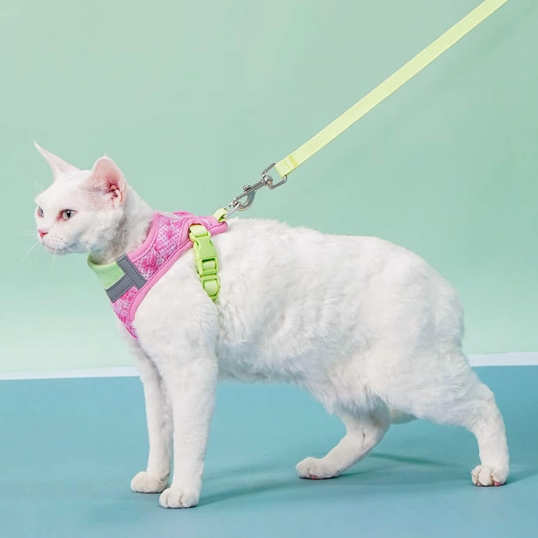 Devon Rex in Green & Pink Cat Vest Harness | MissyMoMo