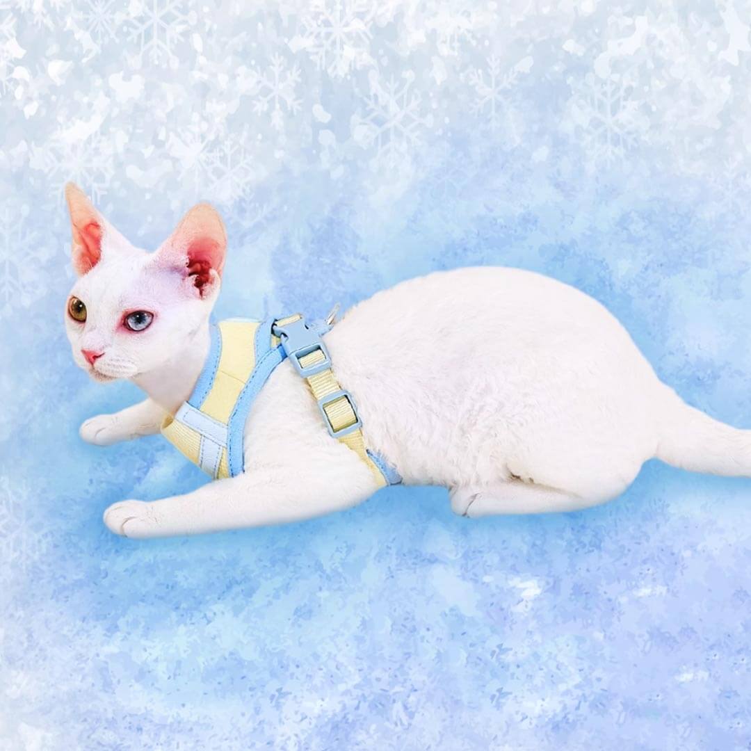 Devon Rex in Mesh Vest Cat Harness | MissyMoMo