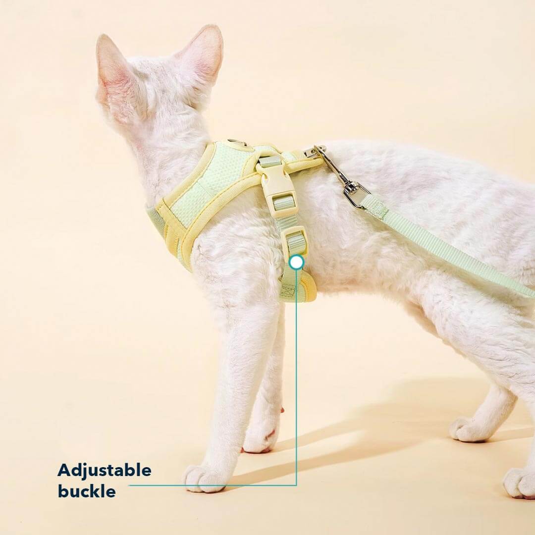 Devon Rex in Mesh Vest Cat Harness and Leash with Adjustable Buckle | MissyMoMo