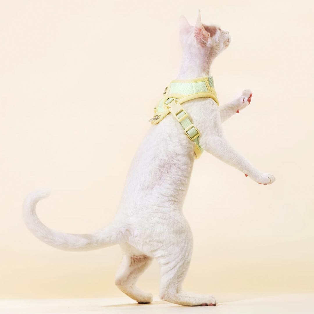Devon Rex in Adjustable Mesh Vest Cat Harness | MissyMoMo