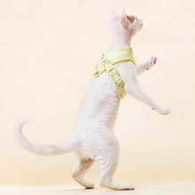 Load image into Gallery viewer, Devon Rex in Adjustable Mesh Vest Cat Harness | MissyMoMo