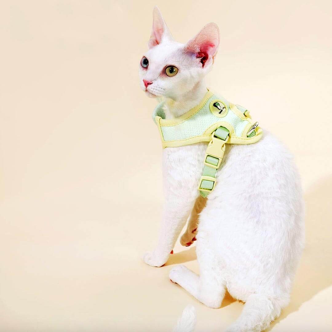 Devon Rex in Mesh Vest Cat Harness | MissyMoMo