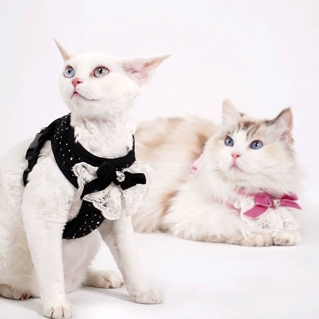 Cats in Sparkle Cat Vest Harnesses | MissyMoMo