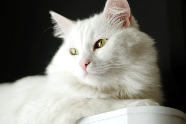Turkish Angora | MissyMoMo