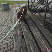 Load and play video in Gallery viewer, Siamese Cat Walking With Milo Cat Harness And Leash | MissyMoMo
