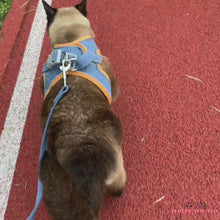 Load and play video in Gallery viewer, Siamese Cat Wearing Mochi Cat Harness in Blue and Orange, Walking Outdoors | MissyMoMo
