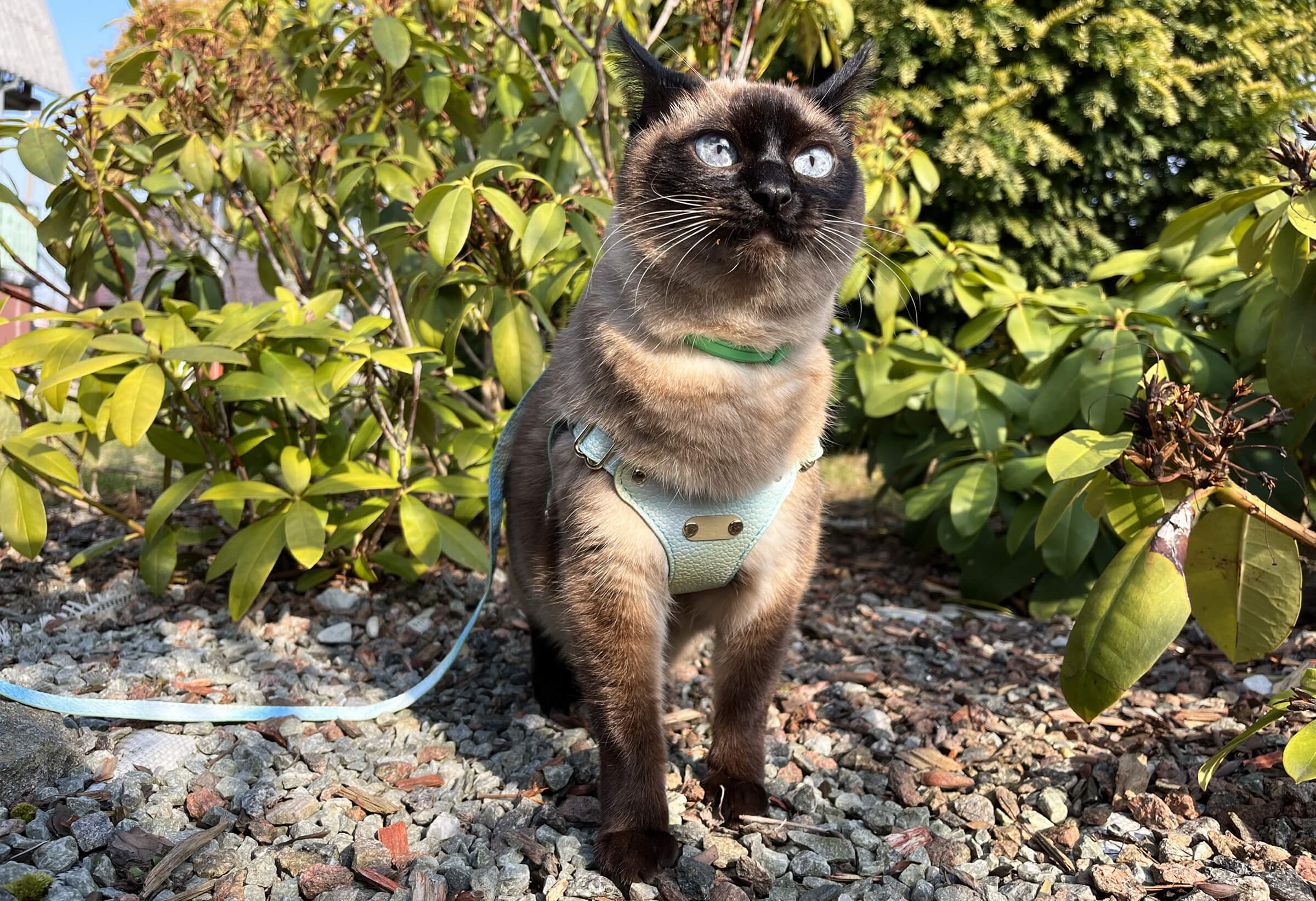 Beautiful Cat | MissyMoMo