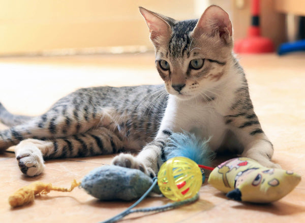 Kitten and toys