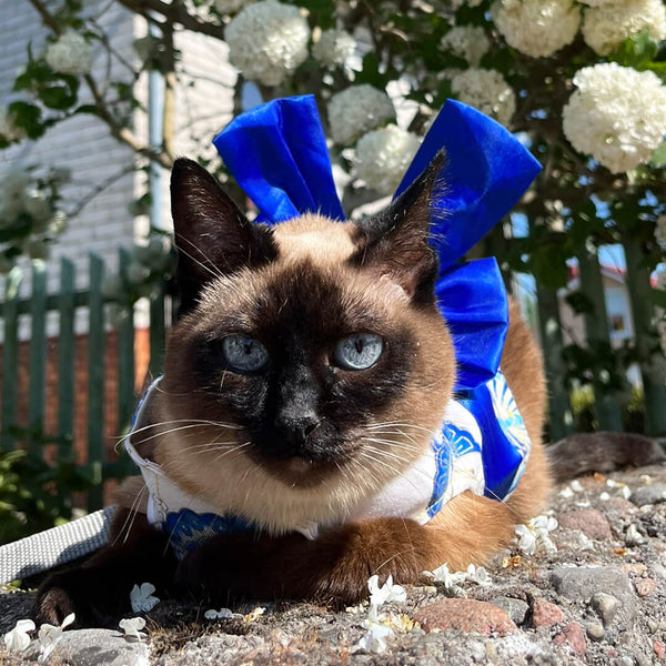 Cat in Aiko Harness | MissyMoMo