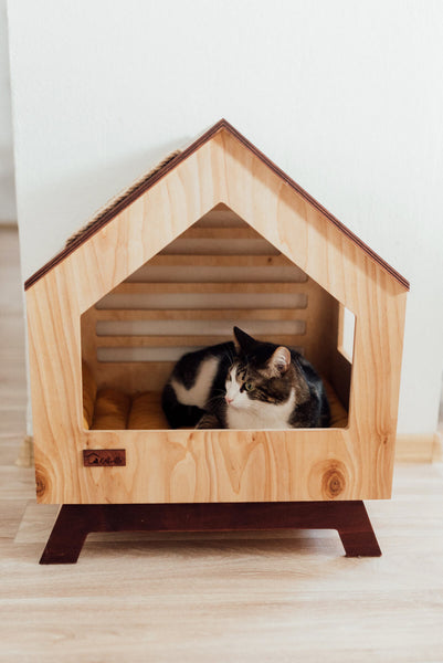 Cat Gradually Acclimating to New Home | MissyMoMo