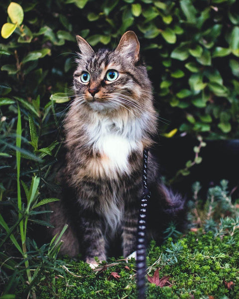 Take Your Cat Out On A Leash
