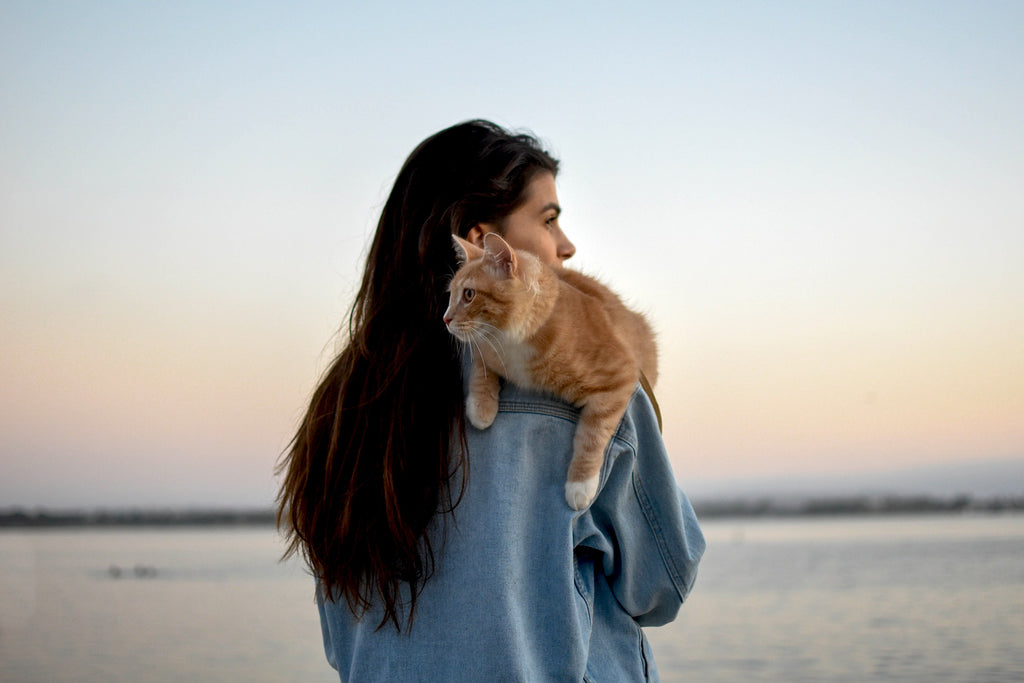 Socializing Your Cat: The Key to a Happy and Healthy Feline Life | MissyMoMo