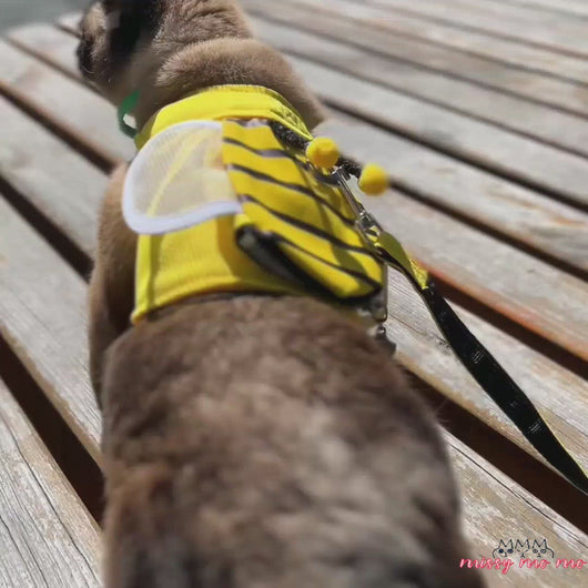Siamese Cat Wearing Honeybee Cat Harness in Yellow, Rear View | MissyMoMo
