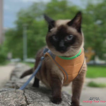 Load and play video in Gallery viewer, Siamese Cat Wearing Mochi Cat Harness in Blue and Orange, Exploring | MissyMoMo
