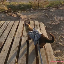 Load and play video in Gallery viewer, Siamese Cat in Fuji Cat Harness at Sunset | MissyMoMo
