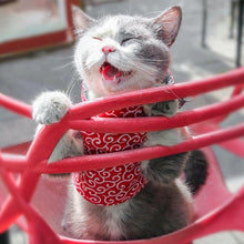 Load image into Gallery viewer, Cat in Fuku Cat Harness in Red Waves Pattern | MissyMoMo
