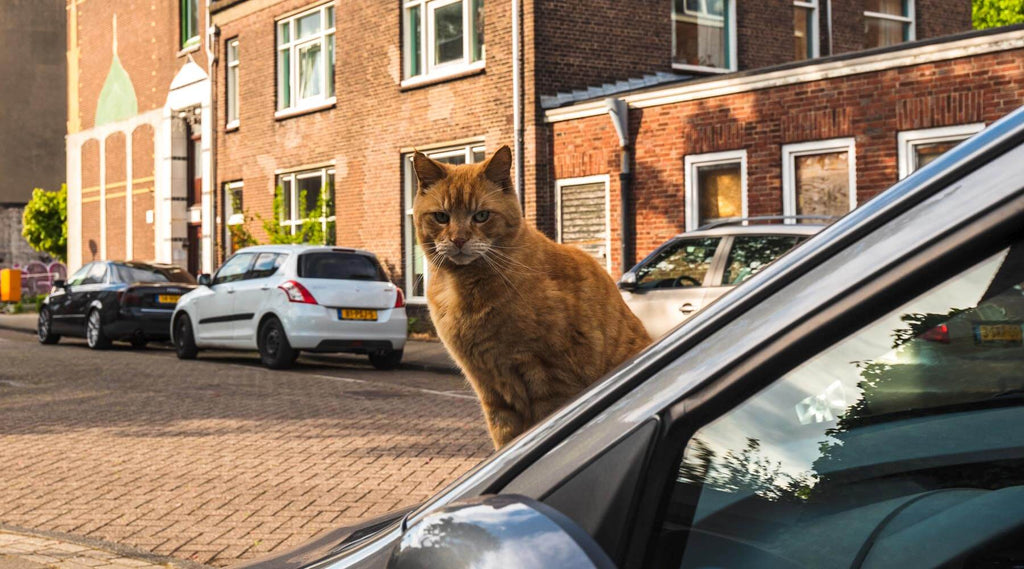 The Purrfect Road Trip: Tips for Traveling with Your Cat