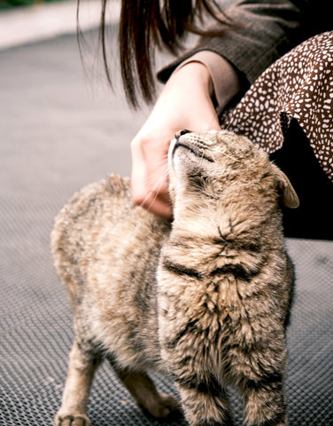 Socializing Cats | MissyMoMo