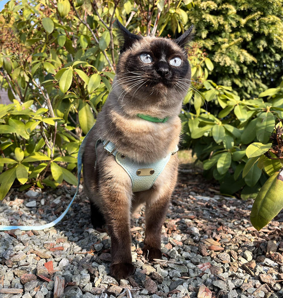 Indoor Cat in Leather Harness | MissyMoMo