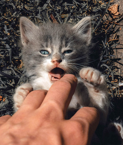Cat Biting Hand