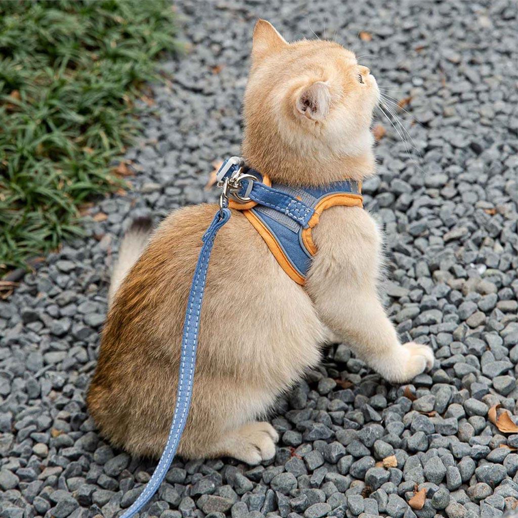 Cat Ready for a Walk in Mochi Cat Harness & Leash Set | MissyMoMo
