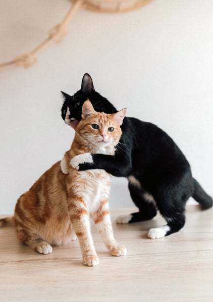 Calming Cat During Long-Distance Travel